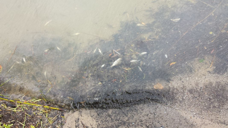 Tote Fische am Ufer